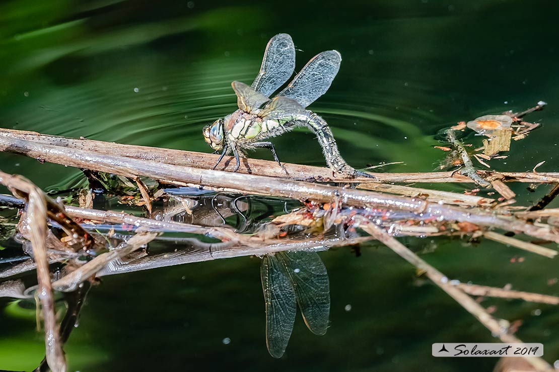 Brachytron pratense (femmina in ovodeposizione) - Hairy Hawker (female during oviposition)