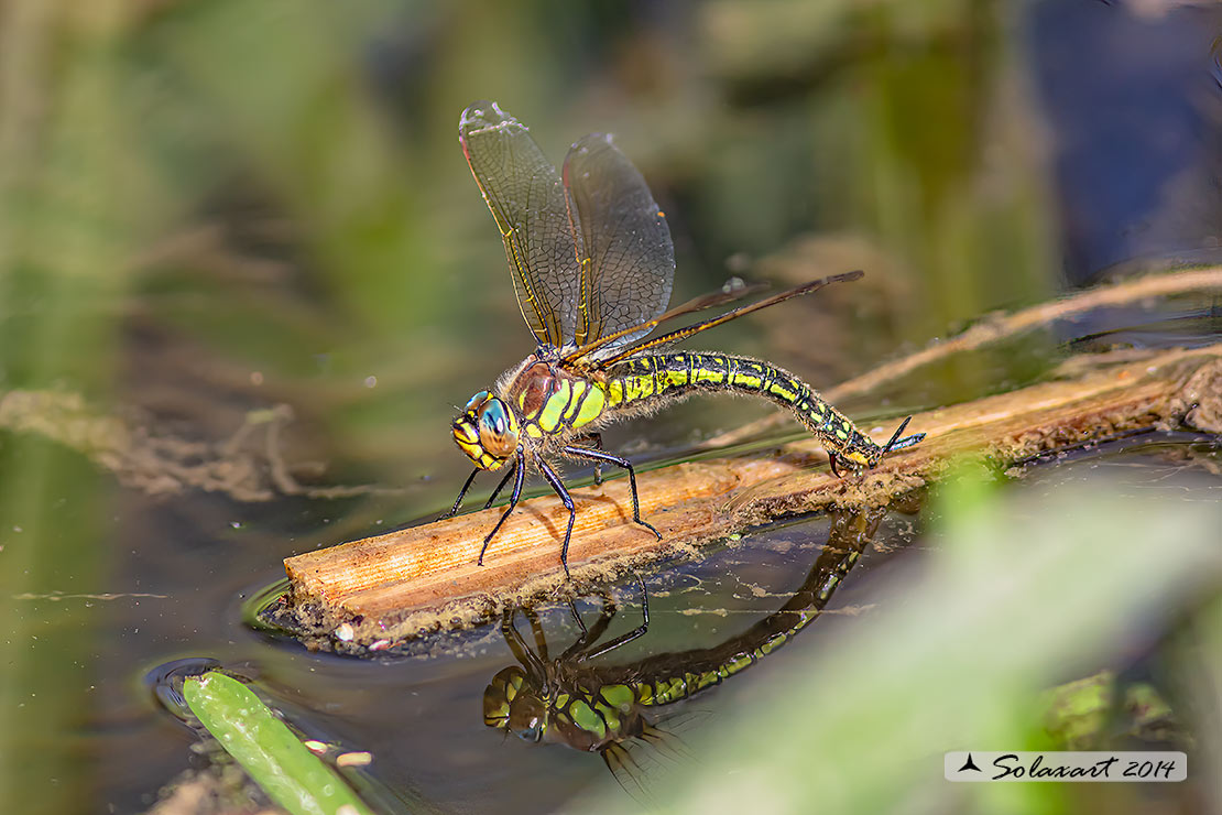 Brachytron pratense  -  Hairy Hawker