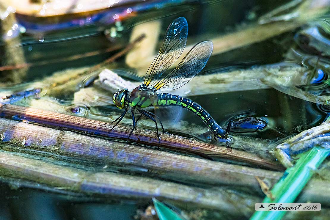 Brachytron pratense  (femmina in ovodeposizione)  -  Hairy Hawker (female during oviposition)