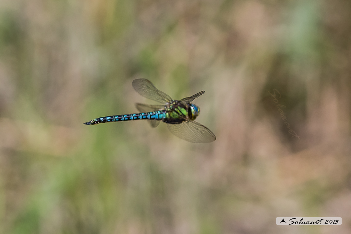Brachytron pratense  -  Hairy Hawker