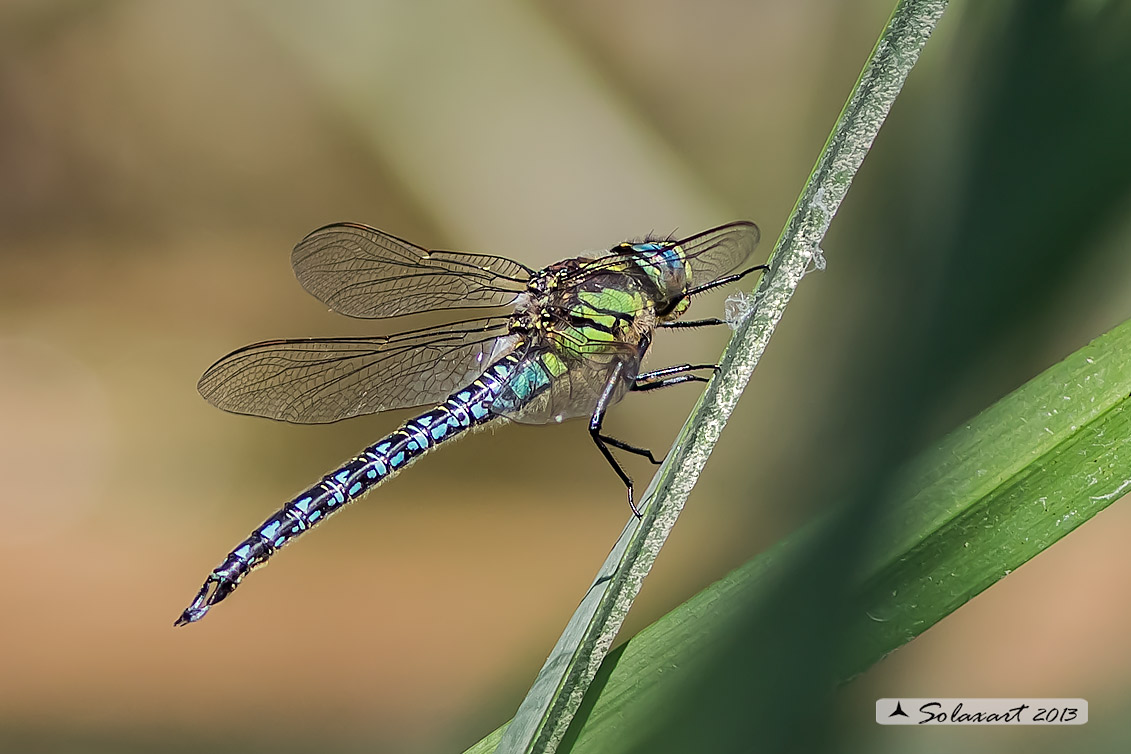 Brachytron pratense  -  Hairy Hawker