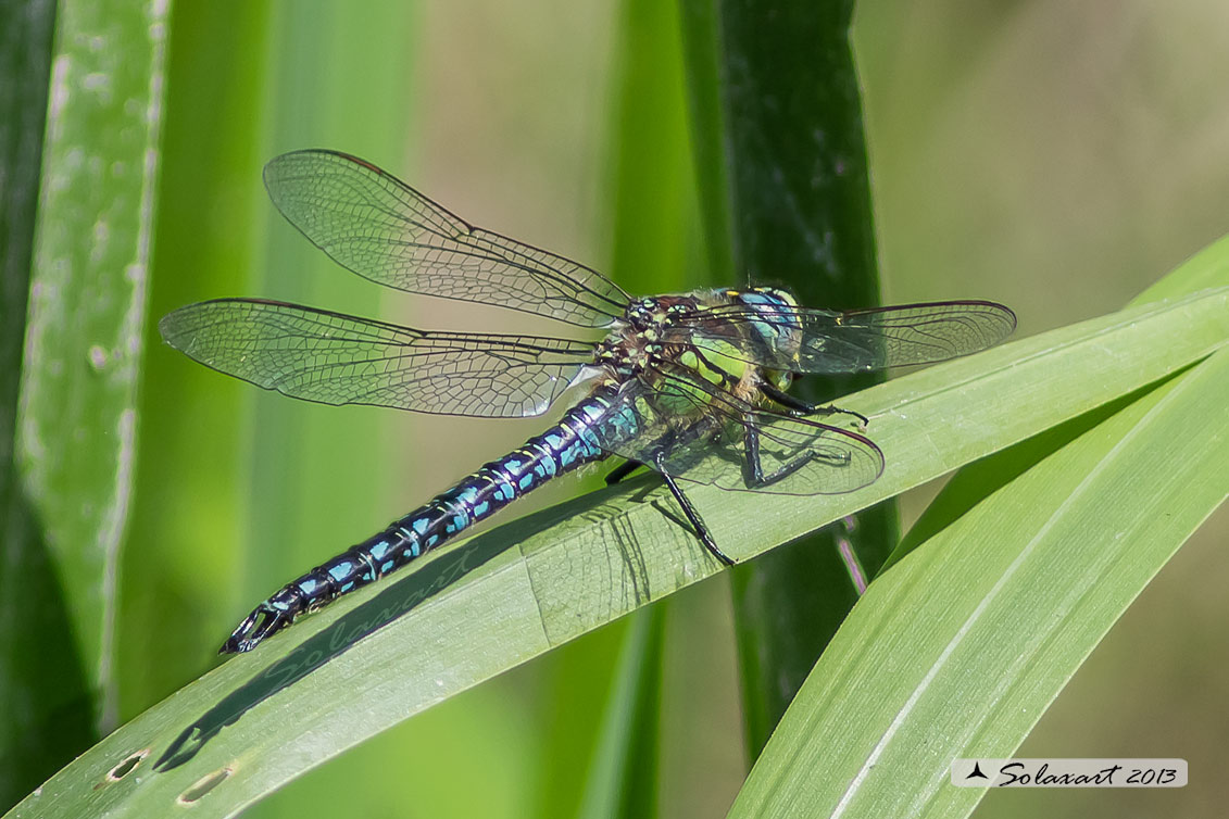 Brachytron pratense  (maschio)  -  Hairy Hawker (male)