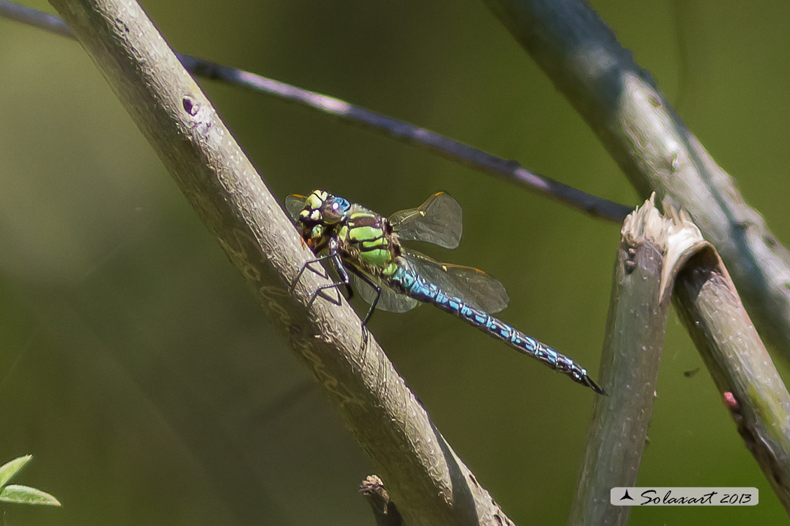 Brachytron pratense  (maschio)  -  Hairy Hawker (male)
