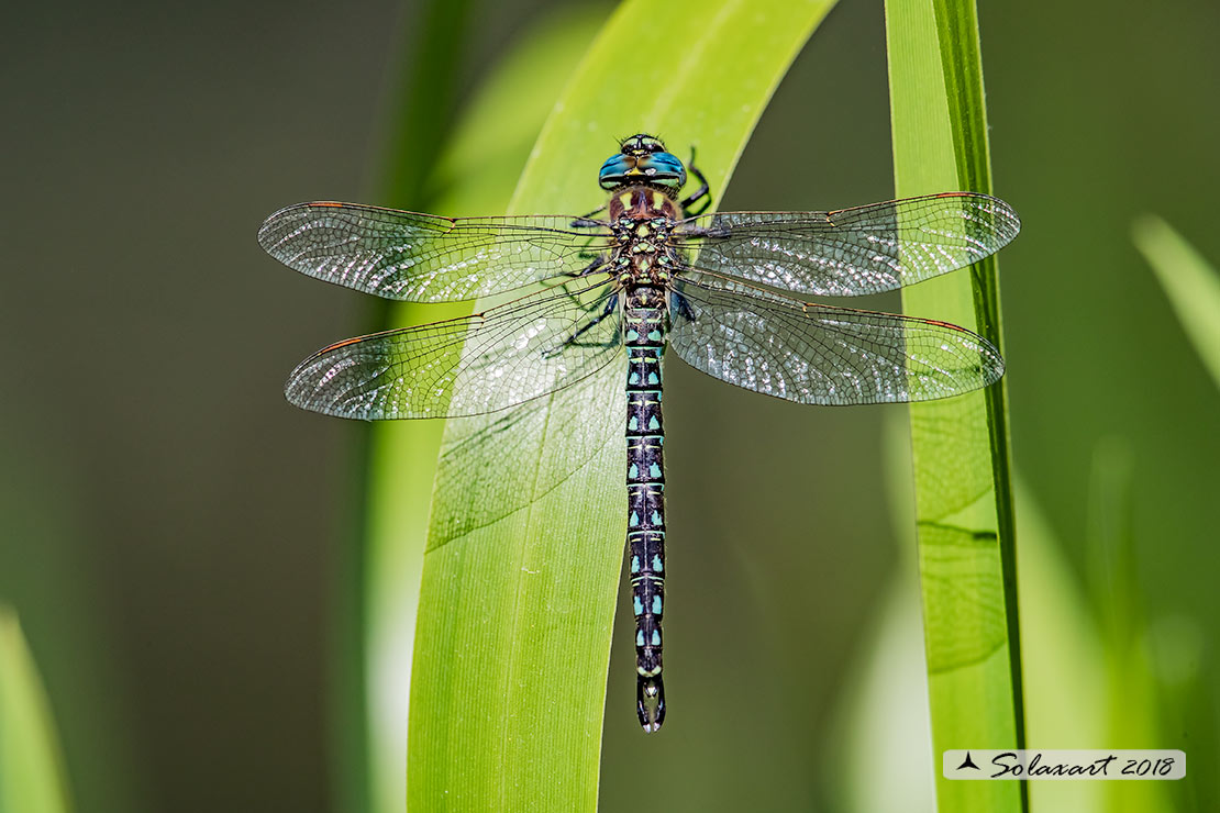 Brachytron pratense - Hairy Hawker
