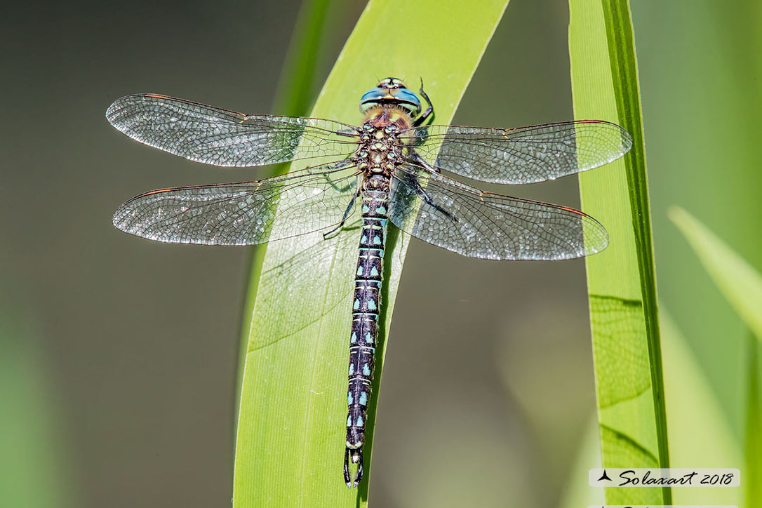 Brachytron pratense - Hairy Hawker