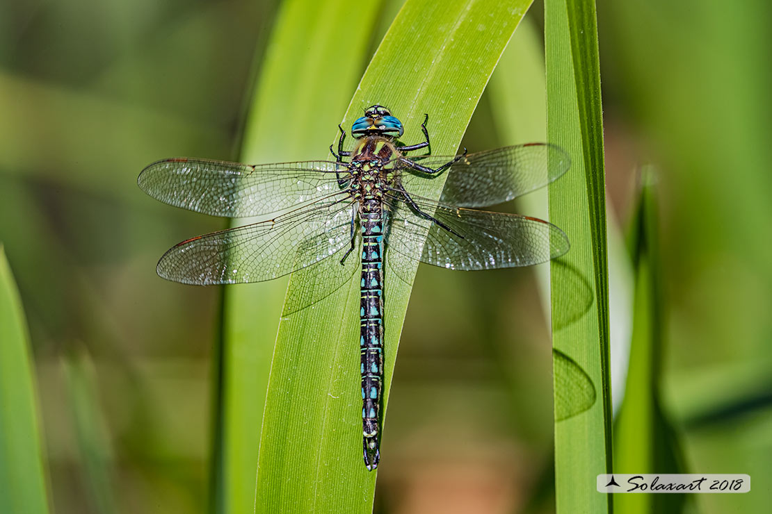 Brachytron pratense - Hairy Hawker