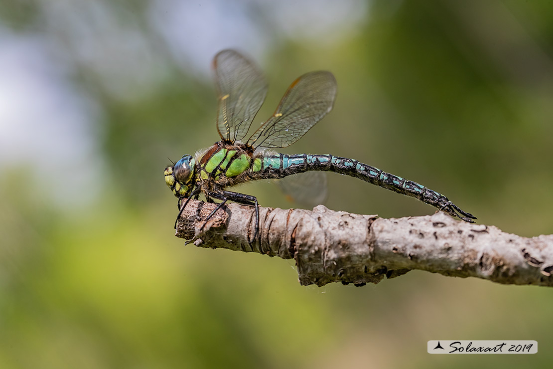 Brachytron pratense - Hairy Hawker