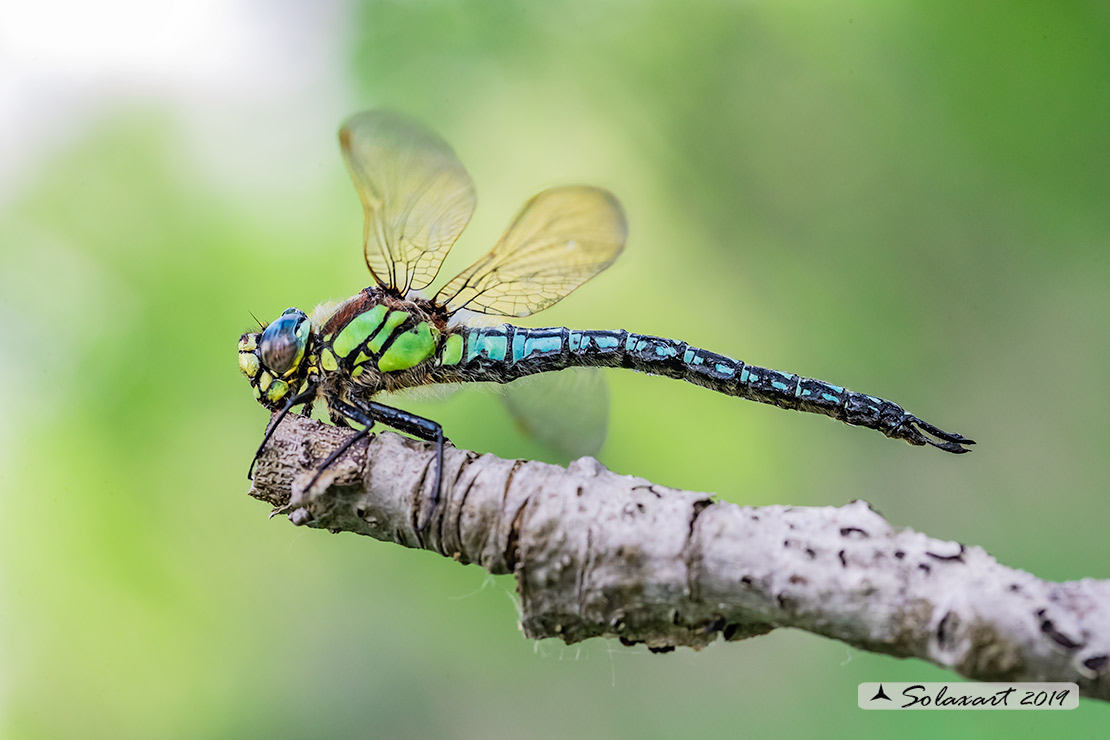 Brachytron pratense - Hairy Hawker