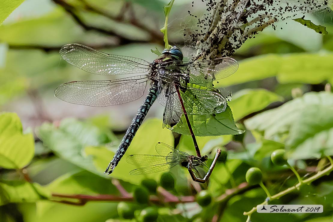 Brachytron pratense - Hairy Hawker