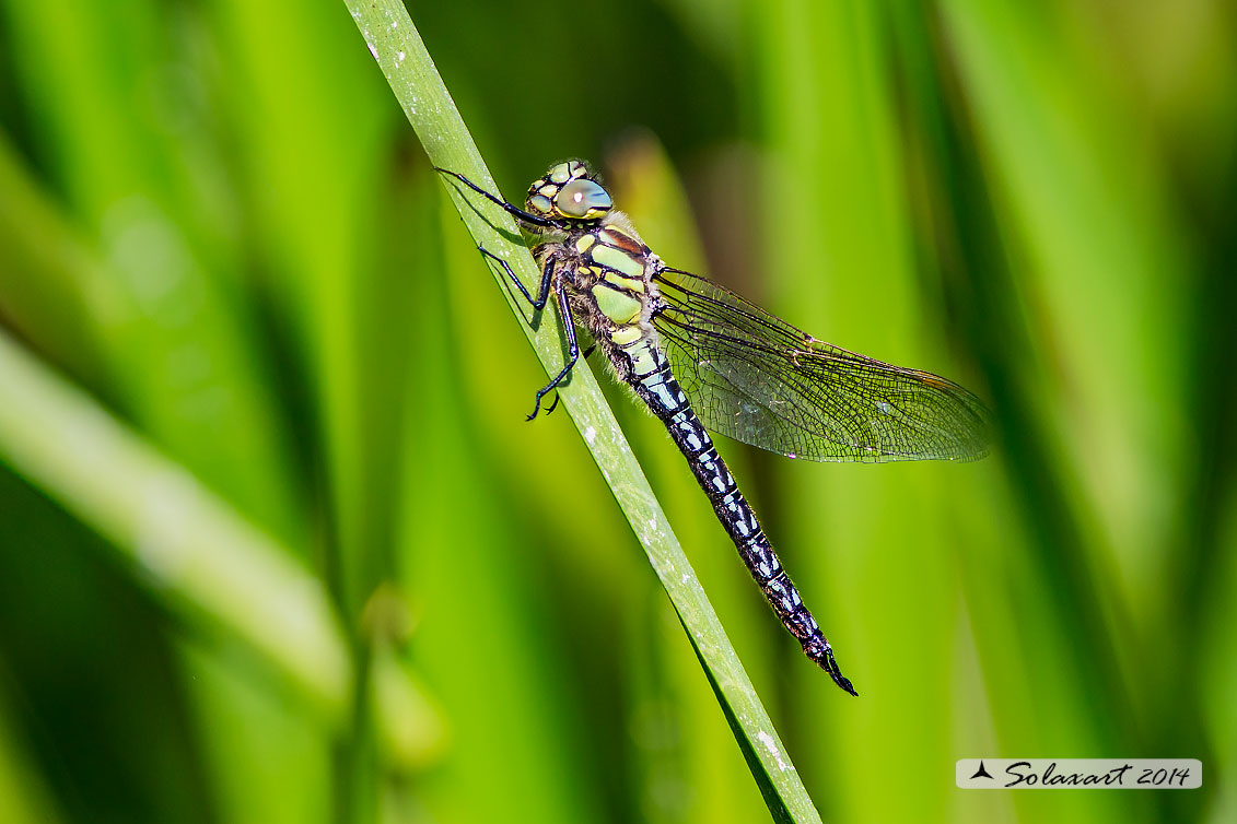 Brachytron pratense : Dragone peloso (maschio immaturo); Hairy Hawker (Teneral male)