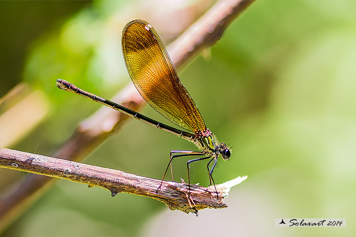 Calopteryx_haemorrhoidalis-F