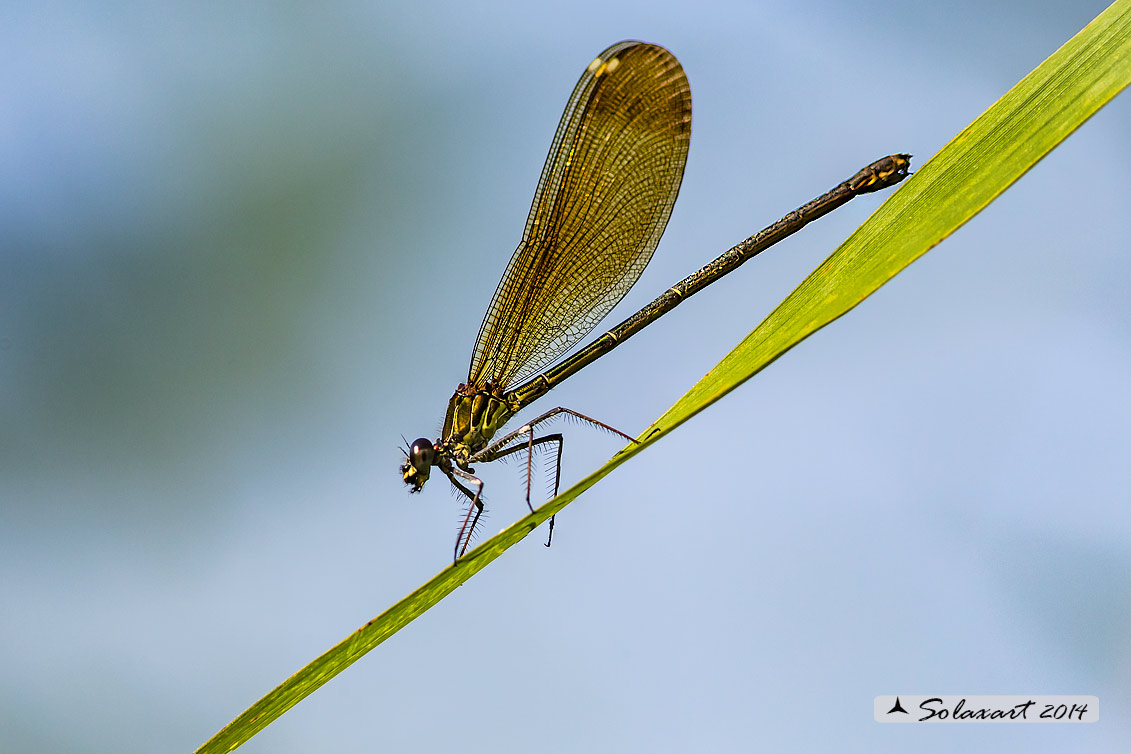 Calopteryx_haemorrhoidalis-F