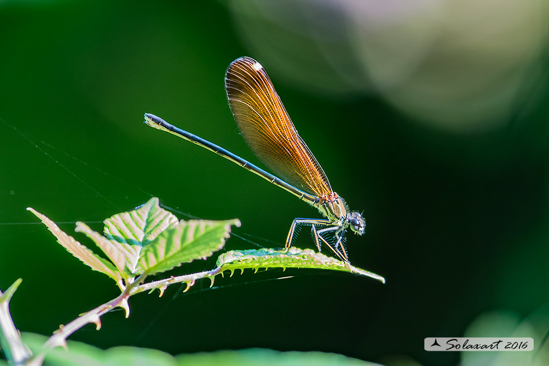 Calopteryx haemorrhoidalis:    Splendente culviola (femmina)    ;   Rame demoiselle  (female)