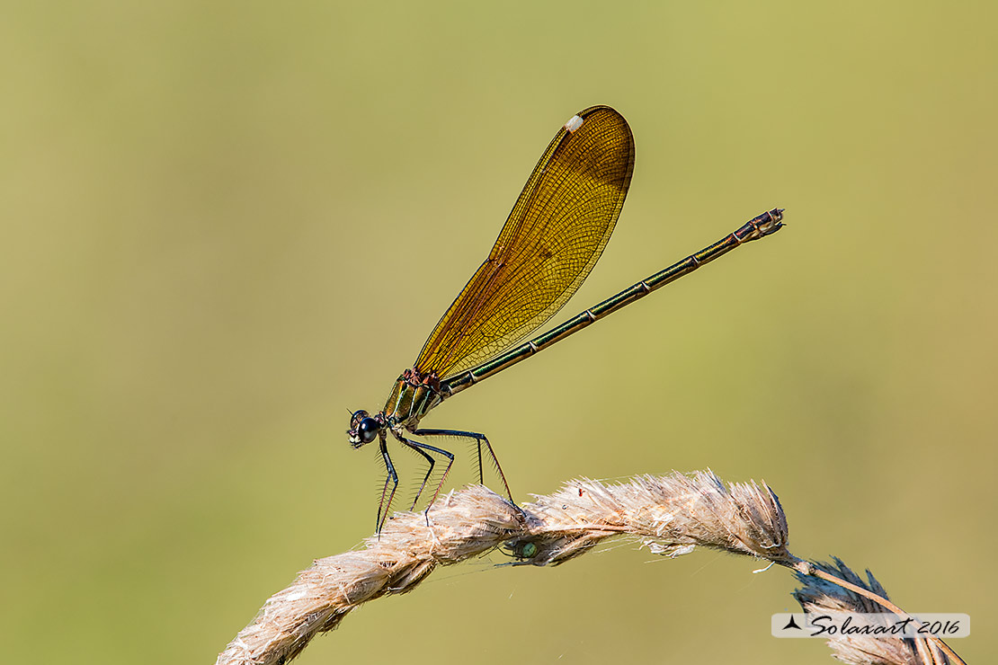 Calopteryx haemorrhoidalis:    Splendente culviola (femmina)    ;   Rame demoiselle  (female)