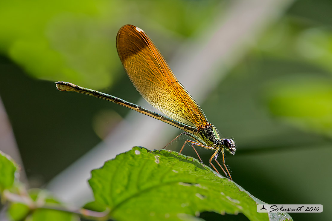 Calopteryx haemorrhoidalis:    Splendente culviola (femmina)    ;   Rame demoiselle  (female)