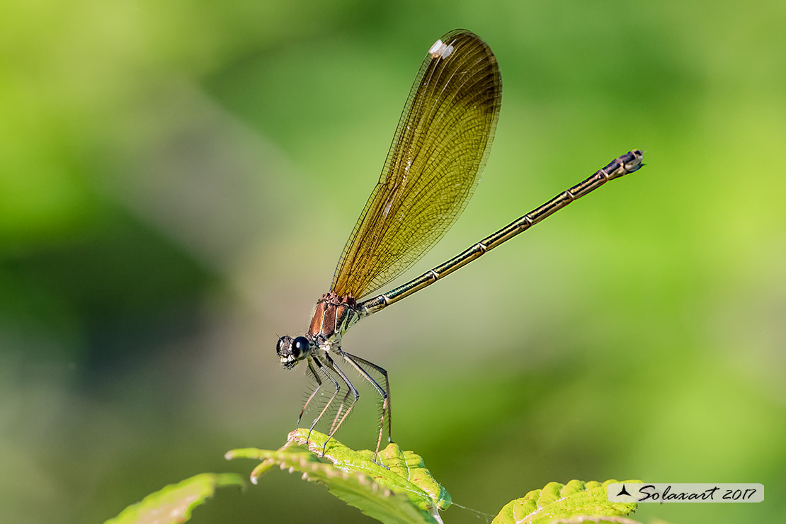 Calopteryx haemorrhoidalis ; Rame demoiselle  (female)