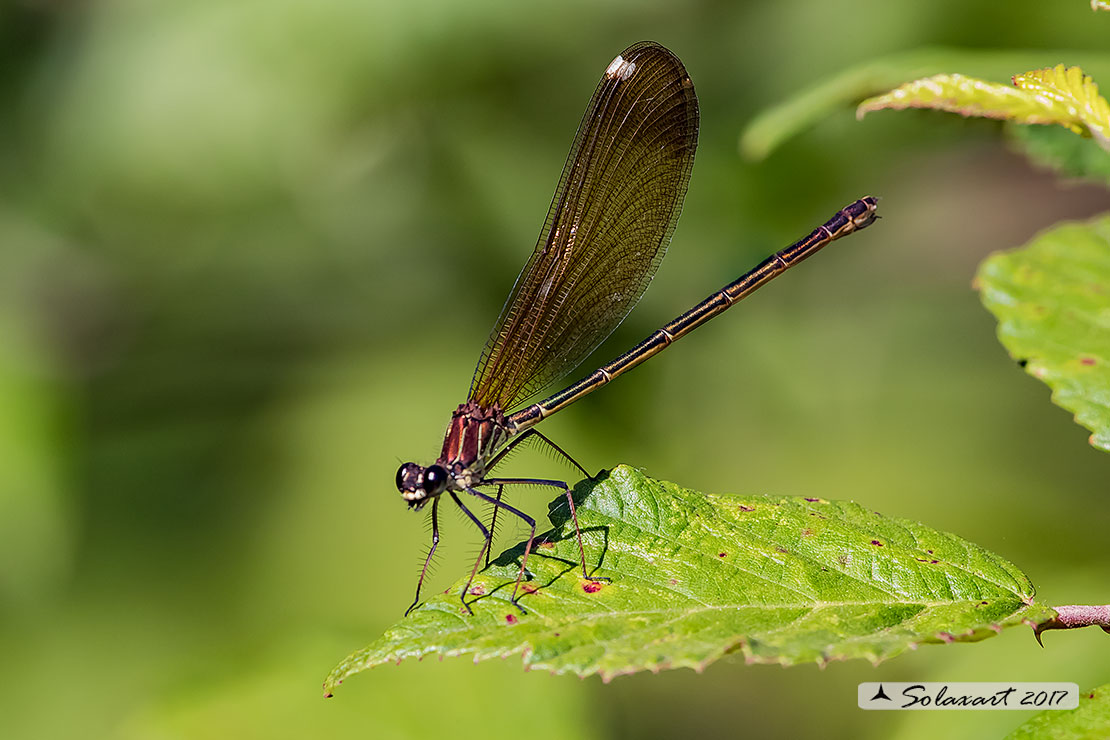 Calopteryx haemorrhoidalis ; Rame demoiselle  (female)