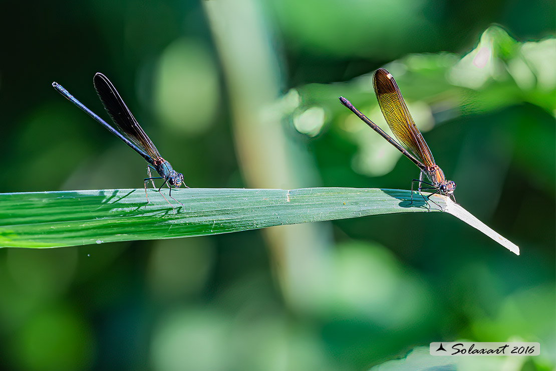 Calopteryx haemorrhoidalis ; Rame demoiselle  (female)