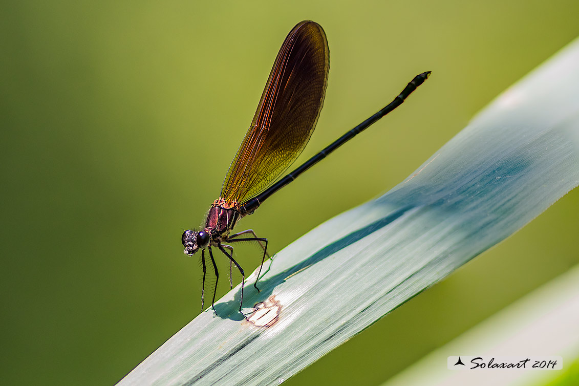 Calopteryx haemorrhoidalis; Rame demoiselle  (male)