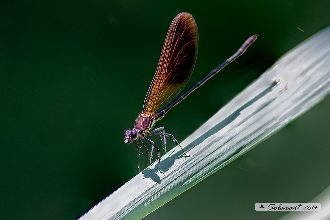 Calopteryx haemorrhoidalis; Rame demoiselle  (male)