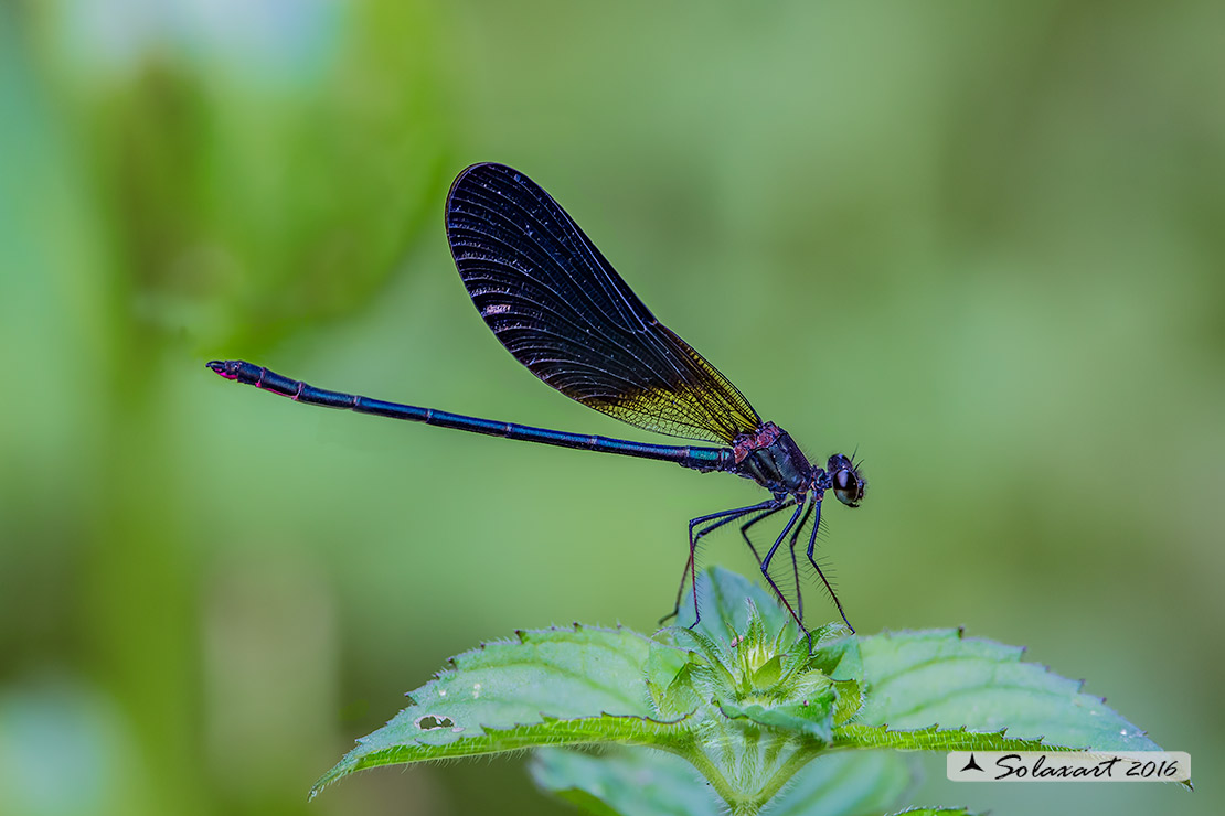 Calopteryx haemorrhoidalis; Rame demoiselle  (male)