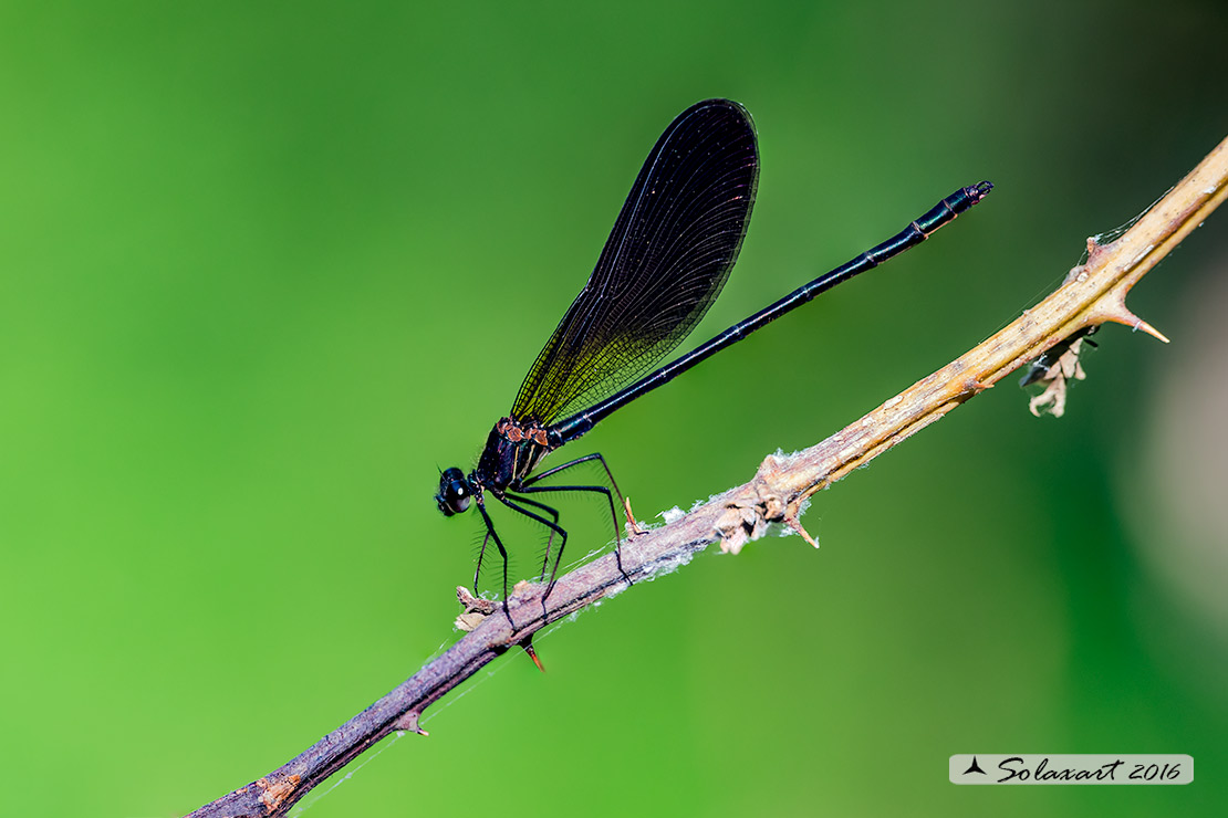 Calopteryx haemorrhoidalis; Rame demoiselle  (male)