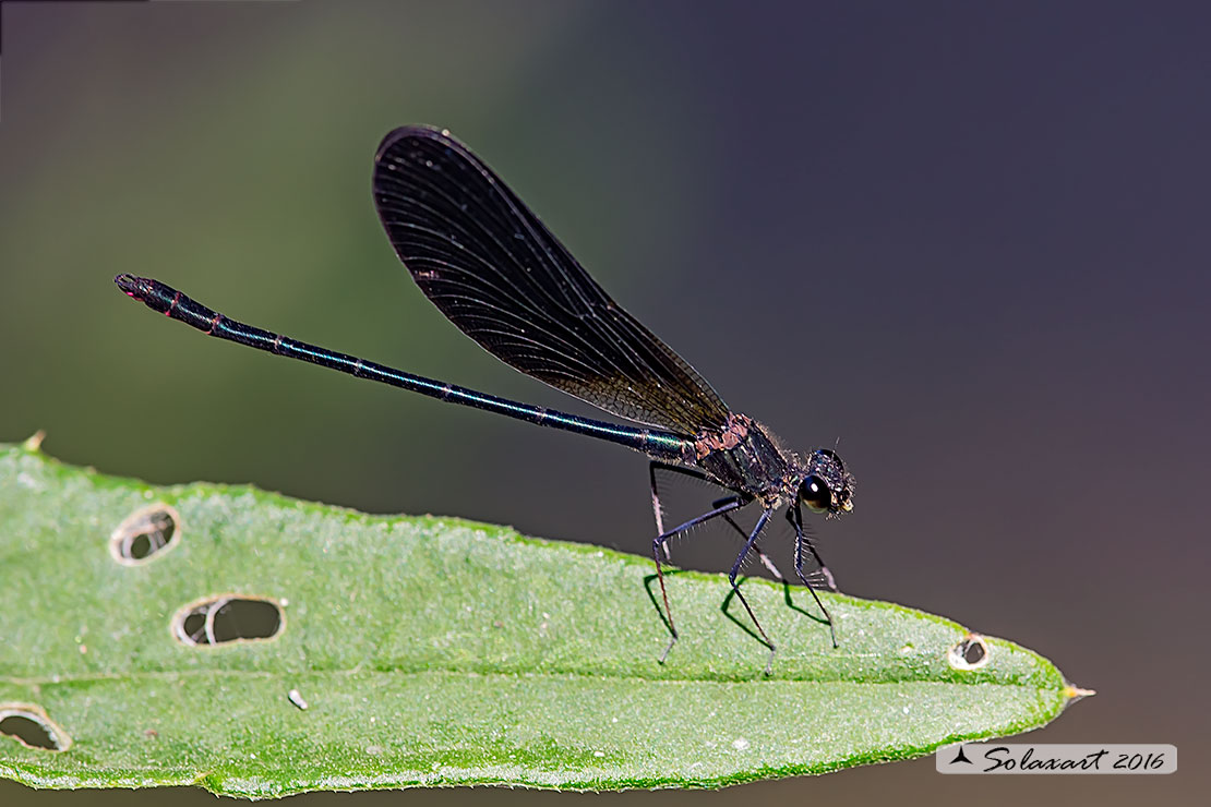 Calopteryx haemorrhoidalis; Rame demoiselle  (male)