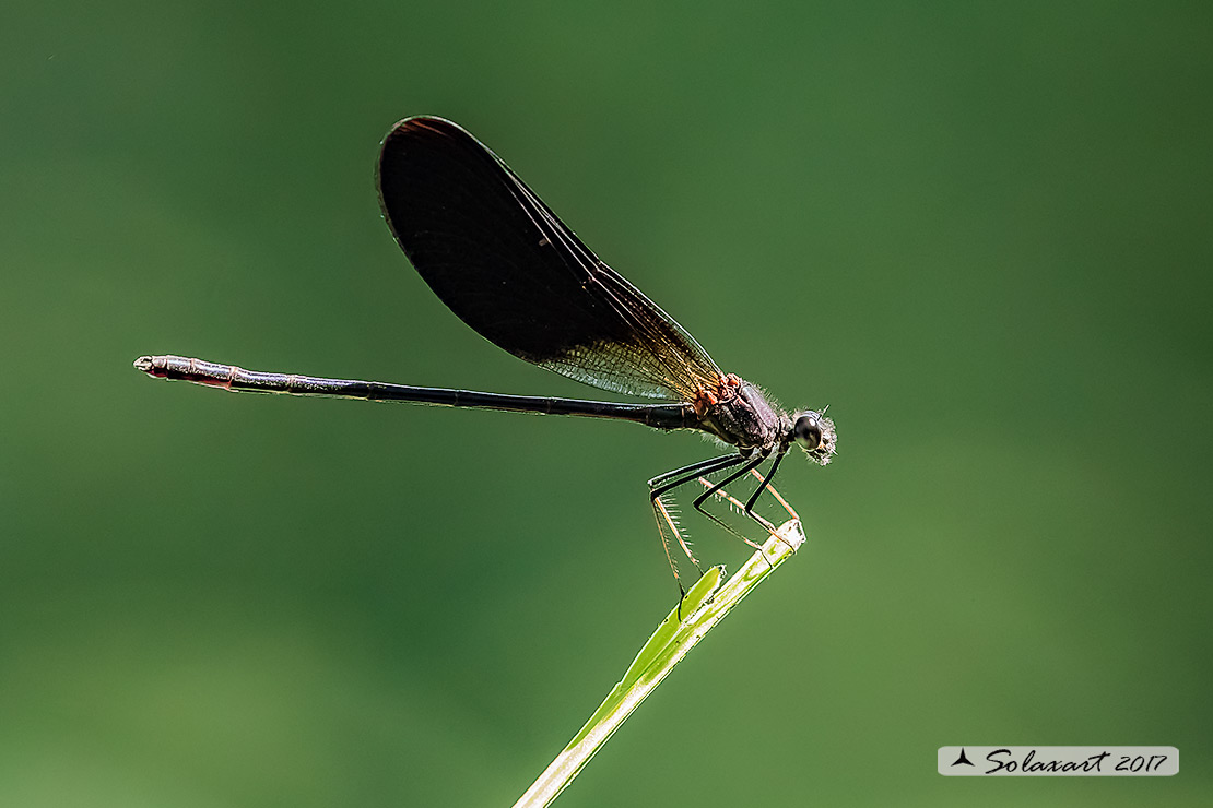 Calopteryx haemorrhoidalis; Rame demoiselle  (male)