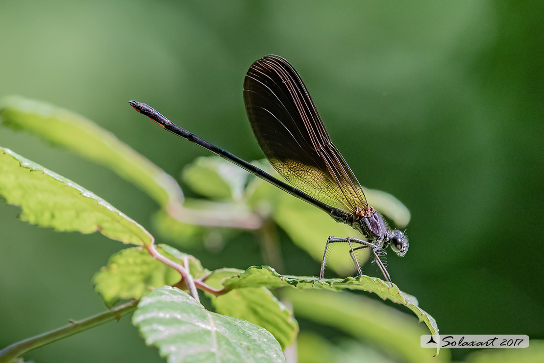 Calopteryx haemorrhoidalis; Rame demoiselle  (male)