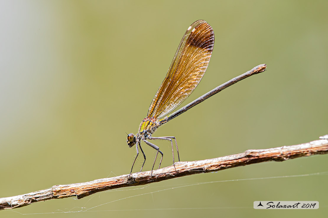 Calopteryx haemorrhoidalis occasi; Rame demoiselle  (female)