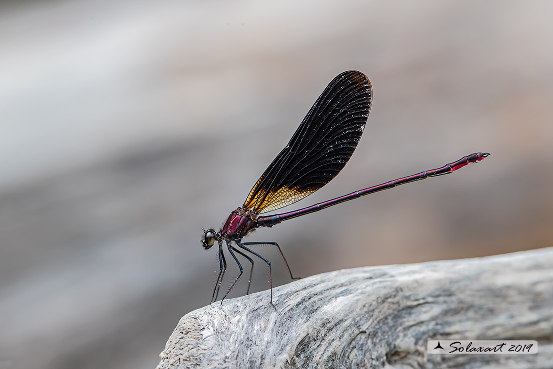 Calopteryx haemorrhoidalis occasi; Rame demoiselle  (male)