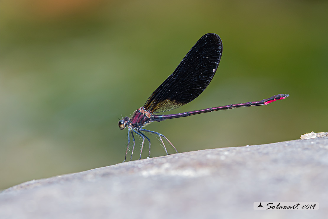 Calopteryx haemorrhoidalis occasi; Rame demoiselle  (male)