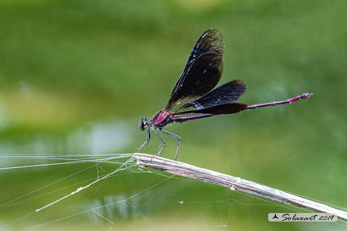 Calopteryx haemorrhoidalis occasi; Rame demoiselle  (male)