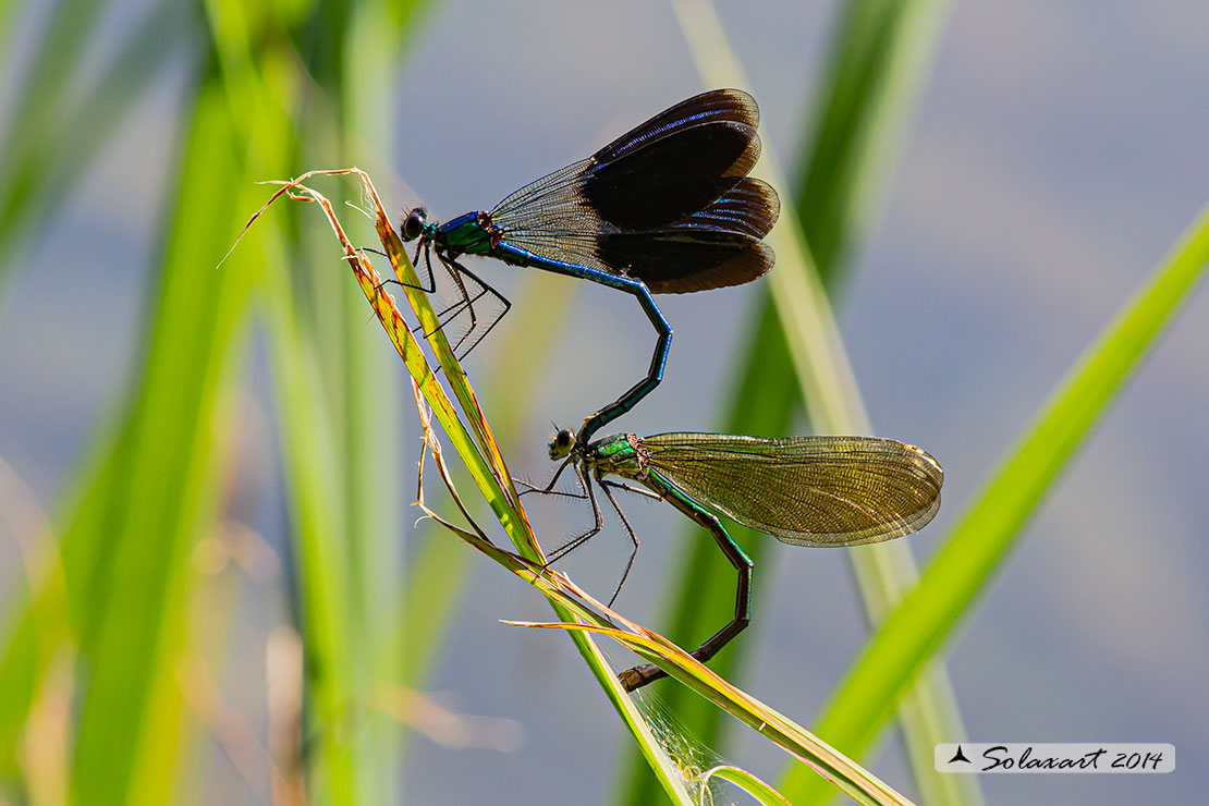 Calopteryx splendens (copula) -  Banded Demoiselle (mating)