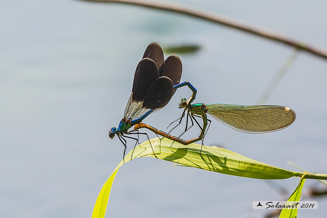 Calopteryx splendens (copula) -  Banded Demoiselle (mating)