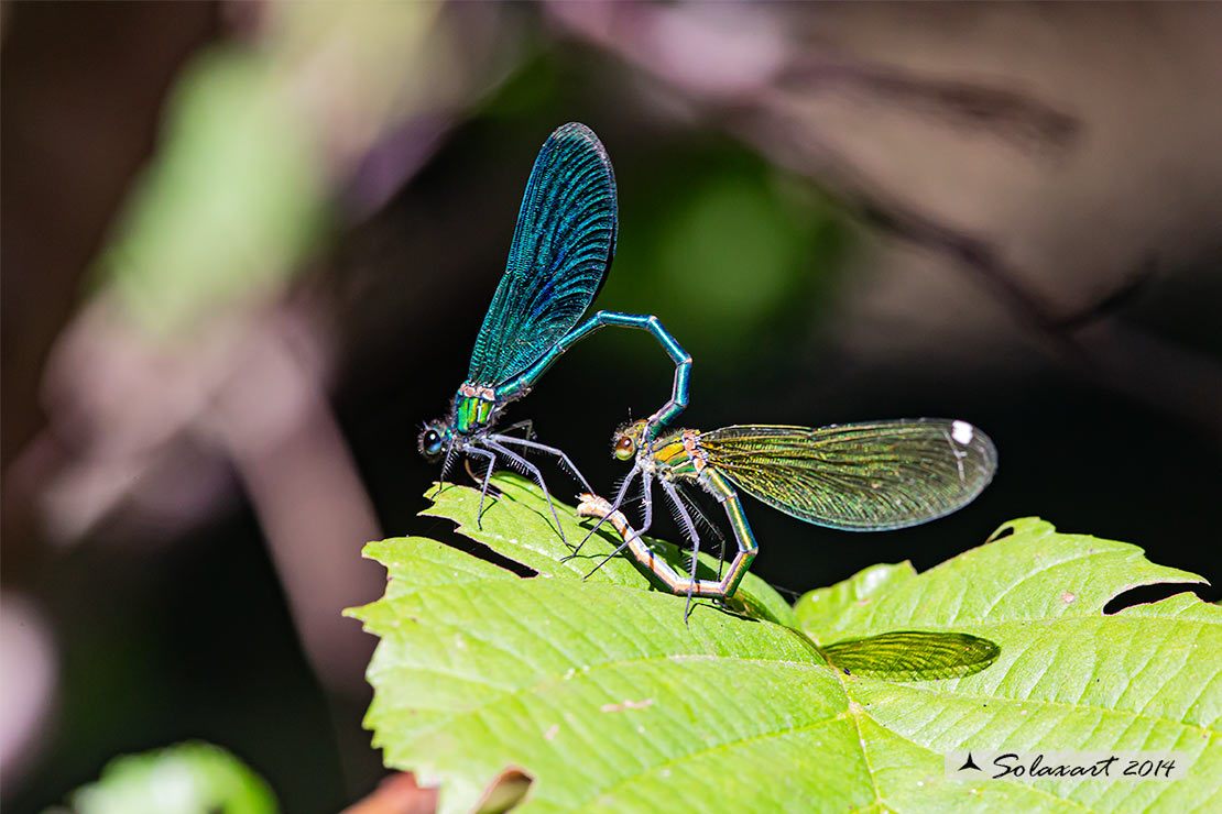 Calopteryx splendens (copula) -  Banded Demoiselle (mating)