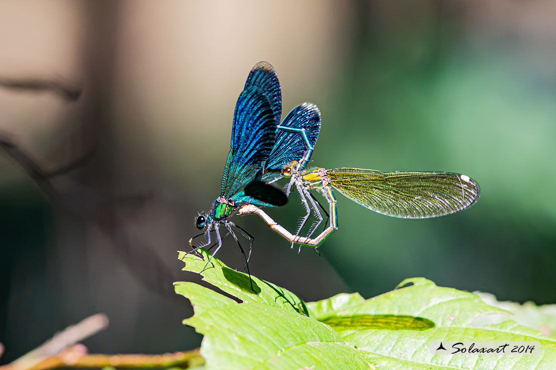Calopteryx splendens (copula) -  Banded Demoiselle (mating)