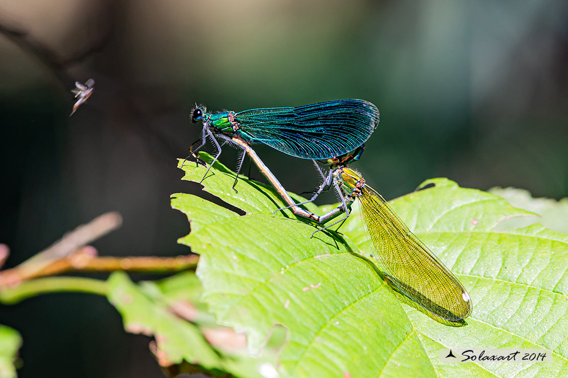Calopteryx splendens (copula) -  Banded Demoiselle (mating)