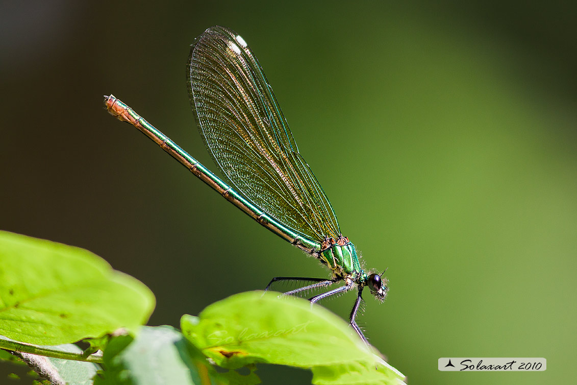 Signorina - Calopteryx Splendens -  femmina - female