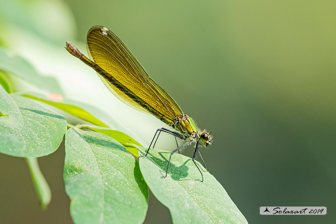 Signorina - Calopteryx Splendens -  femmina - female