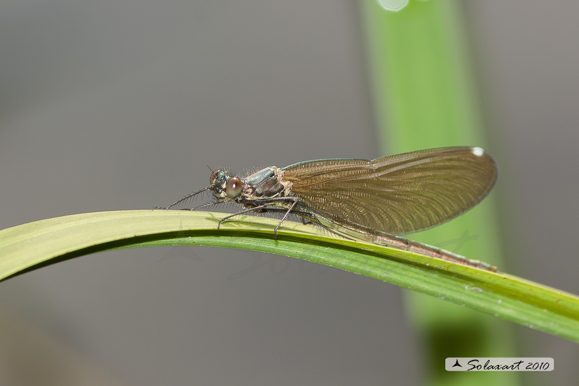 Signorina - Calopteryx  Splendens - appena sfarfallata