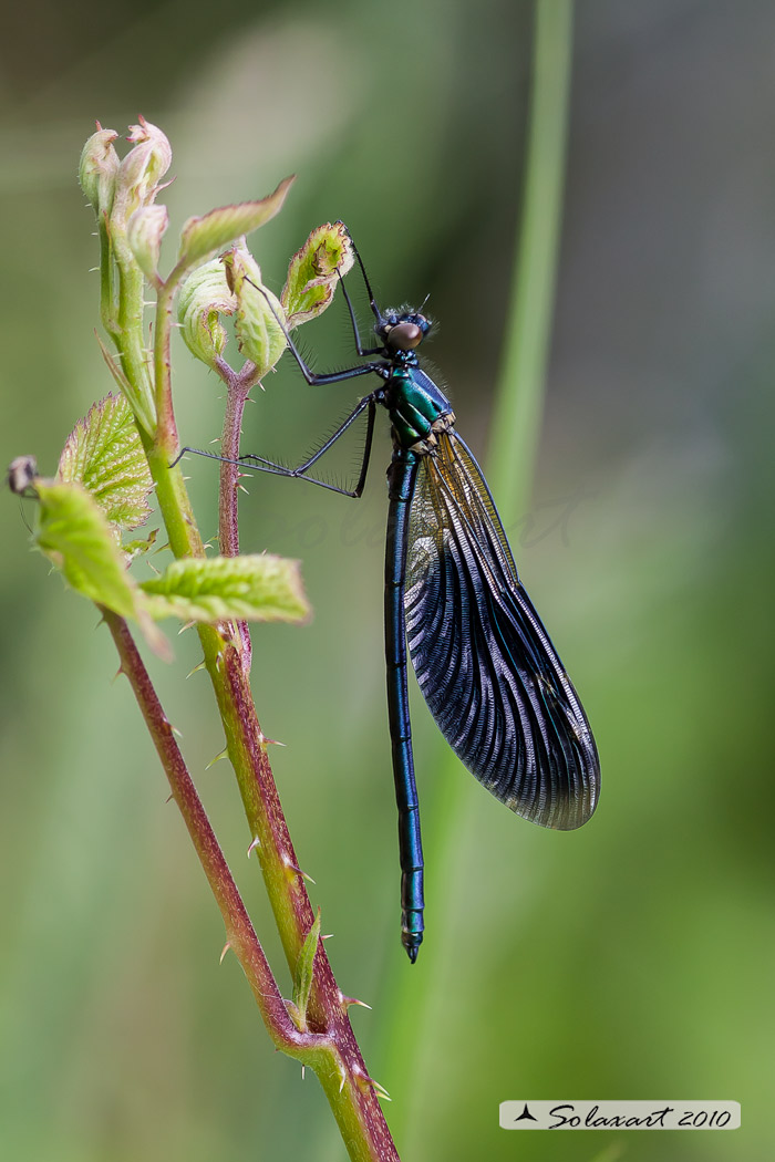 Calopteryx splendens (maschio); Banded Demoiselle (male)