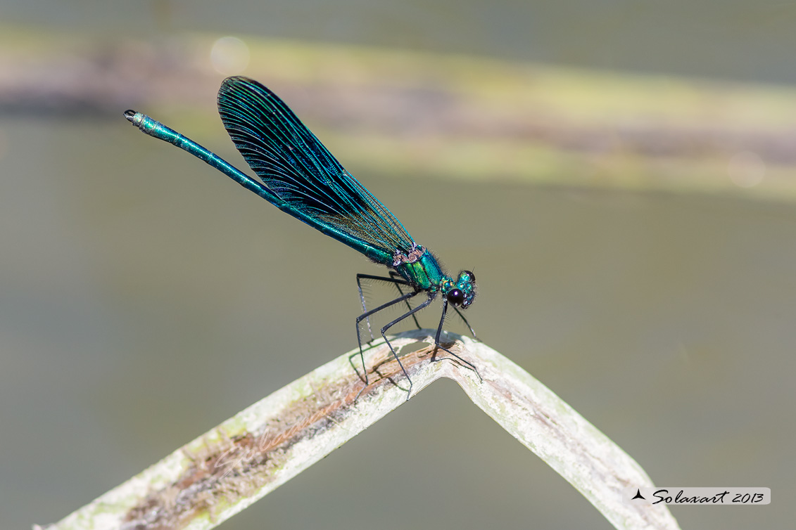Calopteryx splendens (maschio); Banded Demoiselle (male)
