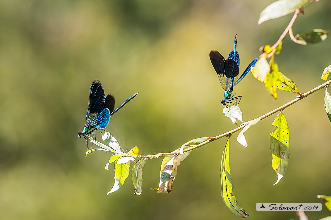 Calopteryx splendens (maschio) - Banded Demoiselle (male)
