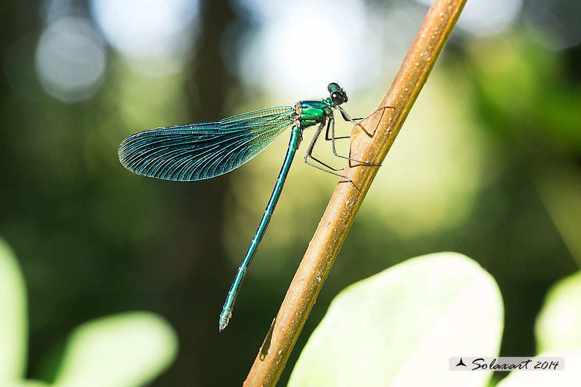 Calopteryx splendens (maschio); Banded Demoiselle (male)