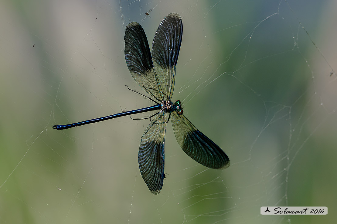 Calopteryx splendens (maschio predato) - Banded Demoiselle (preyed male)