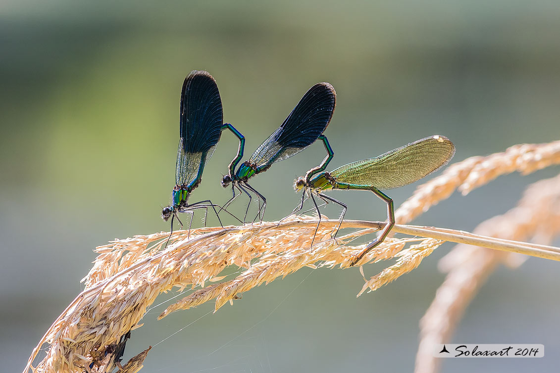 Calopteryx splendens (copula in promiscuità) - Banded Demoiselle (wantonness mating)
