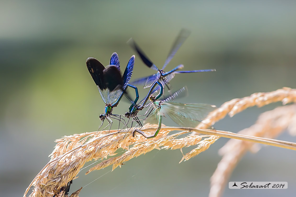 Calopteryx splendens (copula in promiscuità) - Banded Demoiselle (wantonness mating)