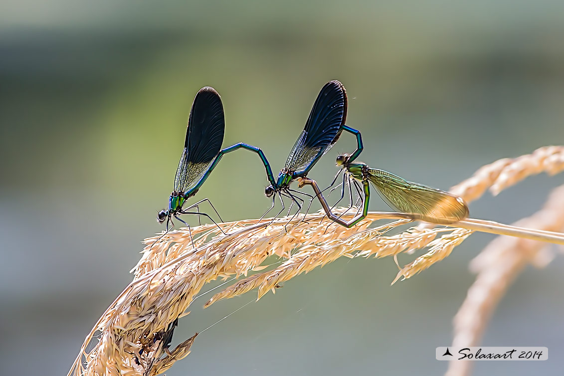 Calopteryx splendens (copula in promiscuità) - Banded Demoiselle (wantonness mating)