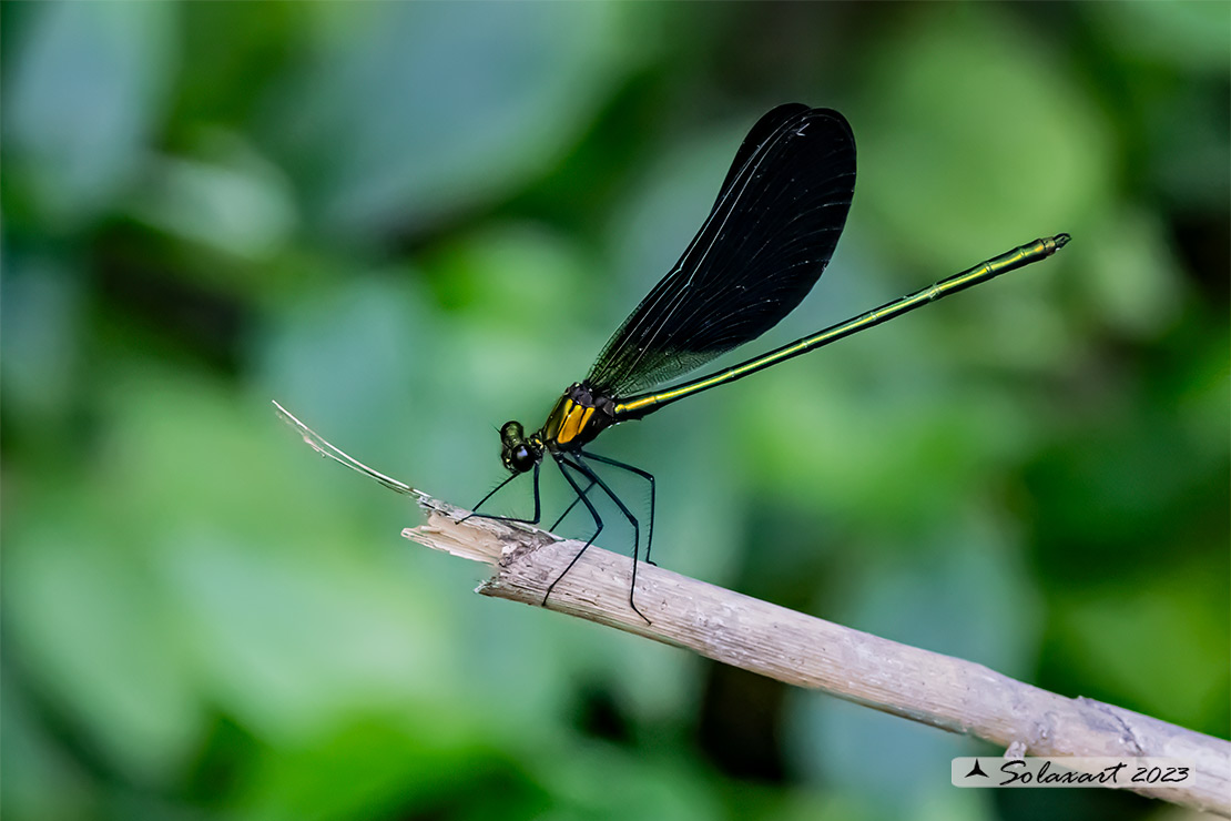 Calopteryx splendens-haemorrhoidalis (maschio) (male)